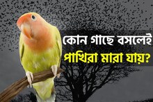 আশপাশে তো কতই গাছপালা! কিন্তু জানেন কি কোন গাছে পাখি বসলেই মারা যায়?