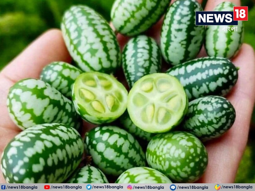 সব মিলিয়ে এই সবজি রোগ প্রতিরোধ ক্ষমতা বাড়ায়। রাজস্থানের পুষ্টিবিদ নিতিশা শর্মা জানান, এই সবজির গুঁড়ো চুল আর ত্বকের পরিচর্যায় অত্যন্ত উপকারী। 