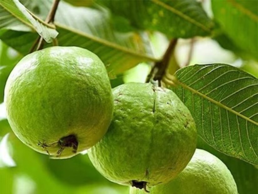 কোনও অস্ত্রোপচারের আগে অন্তত সপ্তাহ দু’য়েক পেয়ারা রাখবেন না ডায়েটে৷ কারণ রক্তে শর্করার পরিমাণ কমে গিয়ে রক্তপাতের সমস্যা দেখা দিতে পারে৷