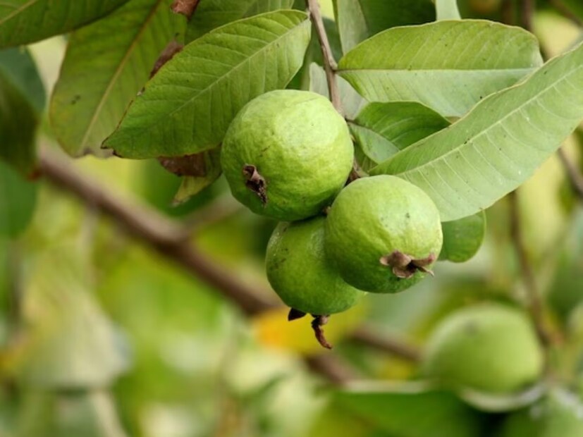 পেয়ারায় যাঁদের অ্যালার্জি আছে, তাঁদের পার্শ্ব প্রতিক্রিয়া হতে পারে এর থেকে৷ সদ্য মা হয়ে যাঁরা ব্রেস্টফিডিং করাচ্ছেন তাঁদেরও এড়িয়ে যেতে হবে পেয়ারা৷