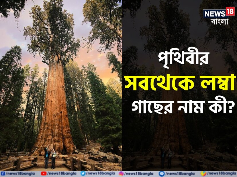 এখন যদি আপনাদের বলি এই বিশ্বে এমন একটি গাছ রয়েছে যার উচ্চতার কাছে কুতুবমিনার এবং স্ট্যাচু অফ লিবার্টিও একেবারে ছোট। তাহলে অবাক হবেন অনেকেই। কিন্তু সত্যিই এমন গাছ রয়েছে।