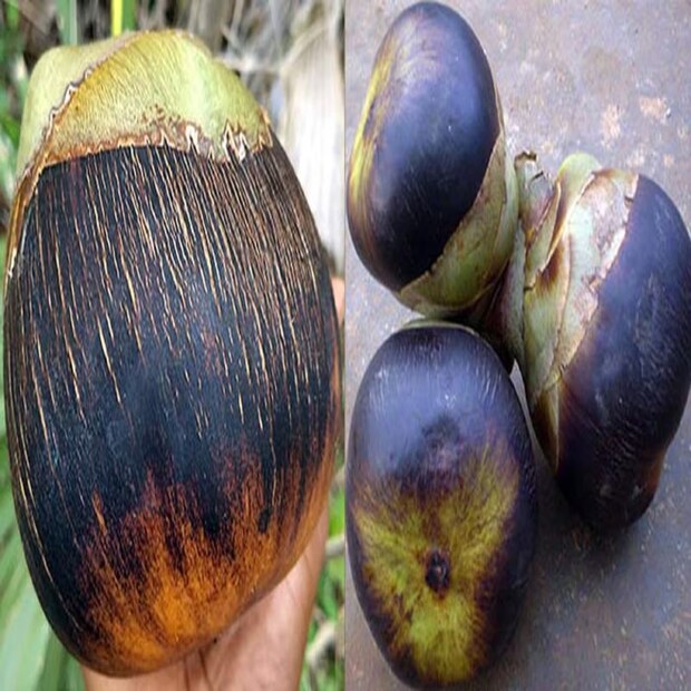 পাকা তালের গ্লাইসেমিক ইনডেক্স এবং গ্লাইসেমিক লোড দুই-ই বেশ বেশি। গরমে কচি তালশাঁস ব্লাড সুগারে খেতে সমস্যা না হলেও পাকা তালের রস মধুমেহ রোগে সমস্যা বাড়াতে পারে। 
