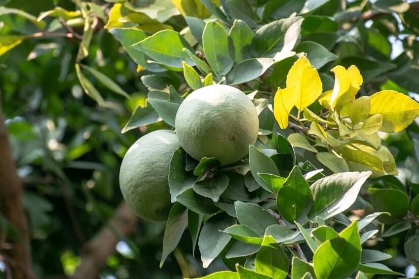 বেল গাছের গুরুত্বধর্মীয় গুরুত্বের কারণে এটি মন্দিরের কাছে লাগানো হয়। হিন্দুধর্মে, এটি ভগবান শিবের একটি রূপ হিসাবে বিবেচিত হয়। এর মূলে মহাদেবের অধিবাস বলে বিশ্বাস করা হয়। আর এর তিনটি পাতা একত্রে ত্রিদেবের রূপ বলে মনে করা হয়। 
