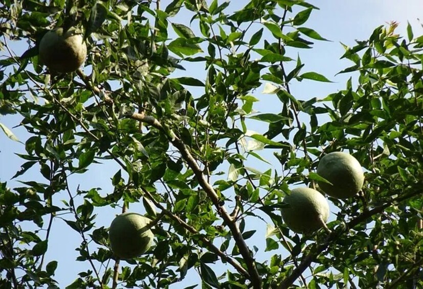 রোগ ধ্বংস করার ক্ষমতা বলে বেলকে বিলভা বলা হয়। এর সজ্জা বা মজ্জাকে বলা হয় বুলভাকরকাটি। শুকনো মণ্ড বেলগিরি। বেল গাছ সারা ভারতে পাওয়া যায়, বিশেষ করে 40 হাজার ফুট উচ্চতা পর্যন্ত হিমালয়ের পাদদেশে শুষ্ক পাহাড়ি এলাকায়। 