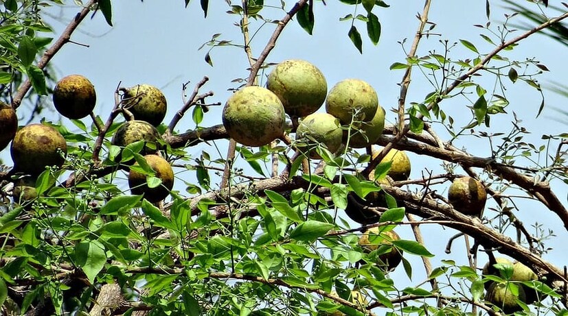 তবে পাঁচটি পাতার দল বেশি শুভ বলে মনে করা হয়। এটি পূজা করা হয়। ধর্মীয় গ্রন্থেও এর উল্লেখ রয়েছে। এর পাতা যৌথ, পাতাযুক্ত এবং সুগন্ধযুক্ত এবং স্বাদে তীক্ষ্ণ। গ্রীষ্মে পাতা ঝরে যায় এবং মে মাসে নতুন ফুল আসে। মার্চ থেকে মে মাসের মধ্যে ফল আসে। বেল ফুল সবুজ আভা সহ সাদা রঙের এবং তাদের সুবাস মৃদু এবং মনোরম।