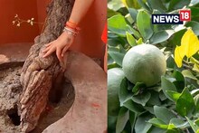 শিকড় নেই! আশ্চর্য এই গাছ দেখতে ভিড় হয় শ্রাবণেই, শিবের সঙ্গে যোগ! জানেন কোথায়?