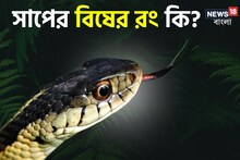 সাপের বিষের রং কী? কী থাকে বিষের মধ্যে! উত্তর অজানা অনকের কাছে