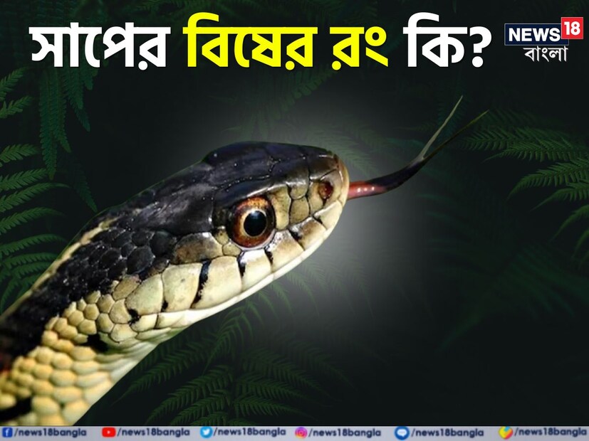 বলুন তো, সাপের বিষের রং কি? সাধারণত অনেকের ভাবনা থাকে সাপের বিষের রং নীল। কারণ সাপ কামড়ালে সেই অংশ নীল হয়ে যায়। কিন্তু আদতে সাপের বিষের রং নীল নয়।