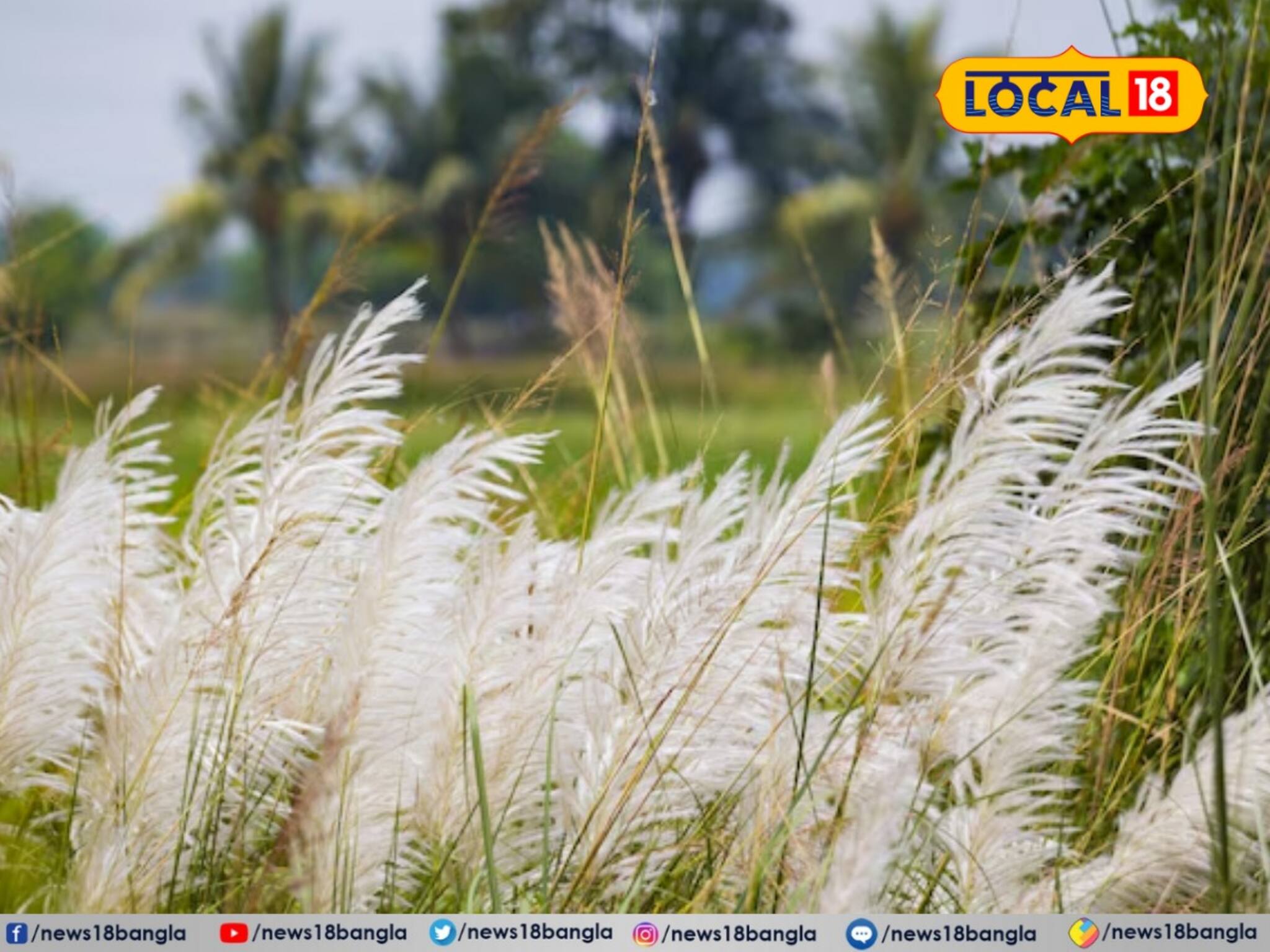 শরৎ মানে শুধুই কাশফুল নয়, এই ৩টি ফুলও জানান দেয় 'শরৎ এসে গেছে', বলুন তো কী কী