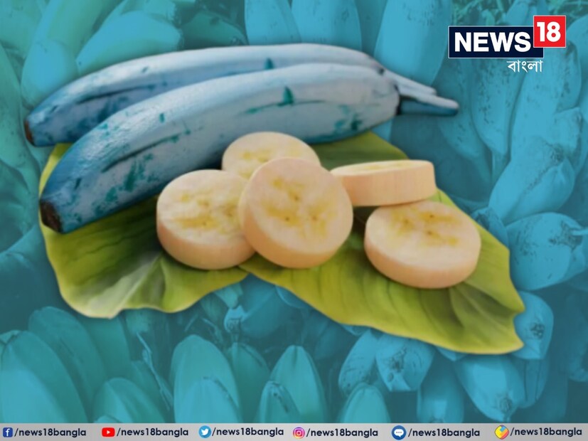 জলবায়ু পরিবর্তনের প্রভাব যে ভাবে চোখে পড়ছে, তাতে এই ধরনের কলার ফলন বাড়বে বলেই আশা হরা যায়। এই নীল জাভা কলা ইতিমধ্যেই অনেকের কাছে আগ্রহের বিষয়। দিন দিন এর জনপ্রিয়তা এত বাড়ছে যে, এর বীজ আমাজন বা অনলাইনে অন্যান্য ওয়েবসাইটেও পাওয়া যাচ্ছে। আইসক্রিমের মতো স্বাদের জন্য এই কলা আইসক্রিম কলা নামেও পরিচিত।
