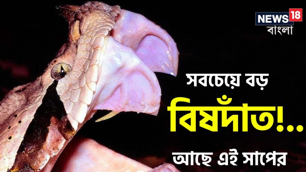 Knowledgeable Snake Knowledge Story, general knowledge, snake facts, snake stories: পৃথিবীর ...