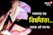 পৃথিবীর সবচেয়ে বড় বিষদাঁত!... কোন সাপের আছে জানেন? কিং কোবরাও ফেল
