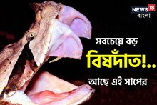 পৃথিবীর সবচেয়ে বড় বিষদাঁত!... কোন সাপের আছে জানেন? কিং কোবরাও ফেল
