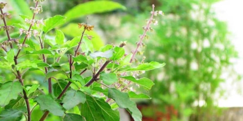 হলুদের কারকিউমিন, তুলসির ইউজেনল, ঘিয়ের ফ্যাট সল্যুবল ভিটামিন, প্রয়োজনীয় অ্যামিনো অ্যাসিড সাহায্য করে ওজন কমাতে। তলপেটের বাড়তি মেদ ঝরিয়ে ফেলতে। 