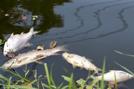 এদিন মাছকে ছোট ছোট আটার গুলি তৈরি করে খাওয়ান। তাহলে রাহু ও কেতুর প্রভাবমুক্ত হবেন।