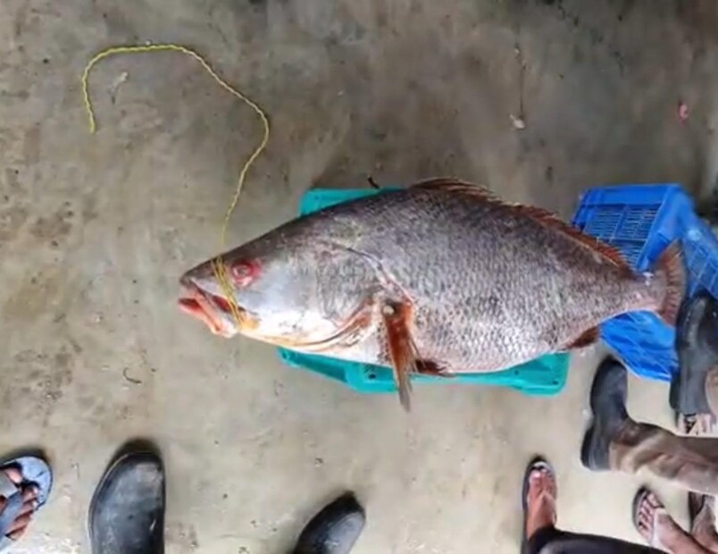 এছাড়াও এই মাছ  বিদেশেও রপ্তানি হয়। এই ধরনের মাছ পেয়ে খুশি মৎস্যজীবীরা।