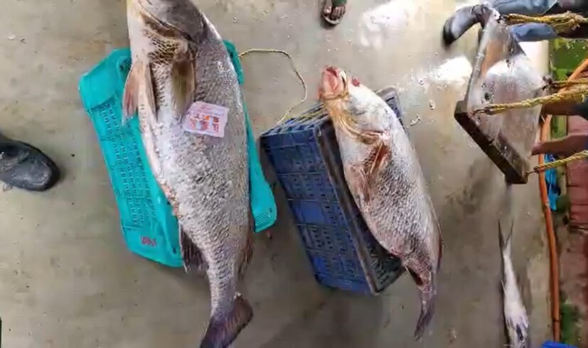 দিঘার মোহনায় মাছটি মৎস্যজীবীদের জালে ধরা পড়ে। নিলাম কেন্দ্রে মাছ পৌঁছানোর পর রীতিমতো হিড়িক পড়ে যায় দিঘা মোহনায়।