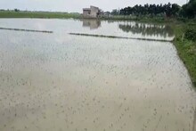 জলে ডুবে জমি, ধানচাষ-সব্জি চাষে ব্যাপক ক্ষতির আশঙ্কা কৃষকদের! বাড়তে পারে দামও