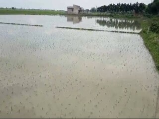 চাষে ক্ষতির আশঙ্কা।