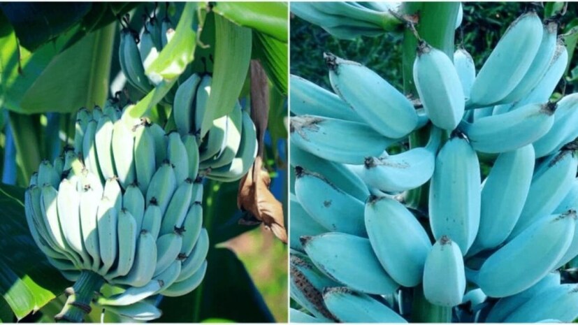 এই কলা কিন্তু সাধারণ কলার তুলনায় বেশি স্বাস্থ্যকর। এই কলা প্রোটিনে ভরপুর। খেলে মন চাঙ্গা হয়। এতে থাকা ভিটামিন ডি ৬ রক্তের শর্করার মাত্রা নিয়ন্ত্রণে রাখতে সাহায্য করে। কোষ্ঠকাঠিন্যের সমস্যা থেকেও রেহাই পেতে এই কলা খান অনেকেই। অ্যানিমিয়ার রোগীদের জন্যও এই কলা বেশ কার্যকর।