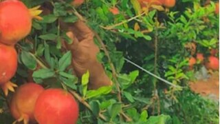 প্রতি কেজিতে এই ফল ১৬০ টাকা দরে বিক্রি হচ্ছে