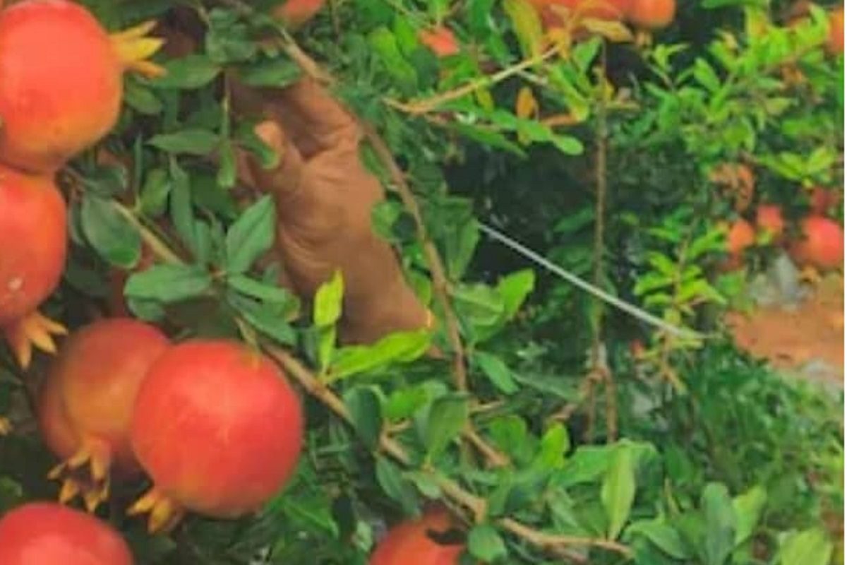 ফল চাষ করে লাভ ৯৫ লাখ টাকা, জেনে নিন কোন ফল চাষ করে হতে পারেন লাখপতি? ফল চাষ করে লাভ ৯৫ লাখ টাকা, জেনে নিন কোন ফল চাষ করে হতে পারেন লাখপতি?