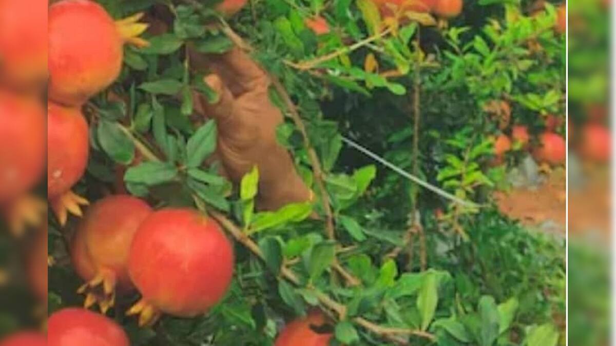 ফল চাষ করে লাভ ৯৫ লাখ টাকা, জেনে নিন কোন ফল চাষ করে হতে পারেন লাখপতি?