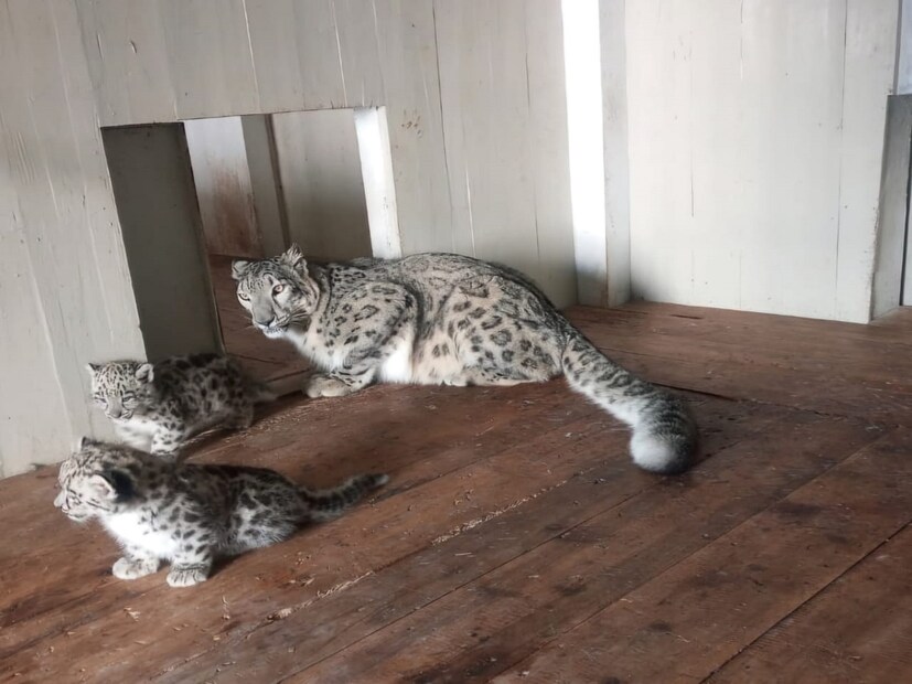 মাসখানেক আগে জন্ম হওয়ার পর বিপদ পর্যায় কাটলে ওই ছয়টি শাবকের খবর প্রকাশ্যে আসে। দিনরাত এই নতুন অতিথিদের ওপর নজর রাখছে চিকিৎসক ও চিড়িয়াখানা কর্তৃপক্ষ।