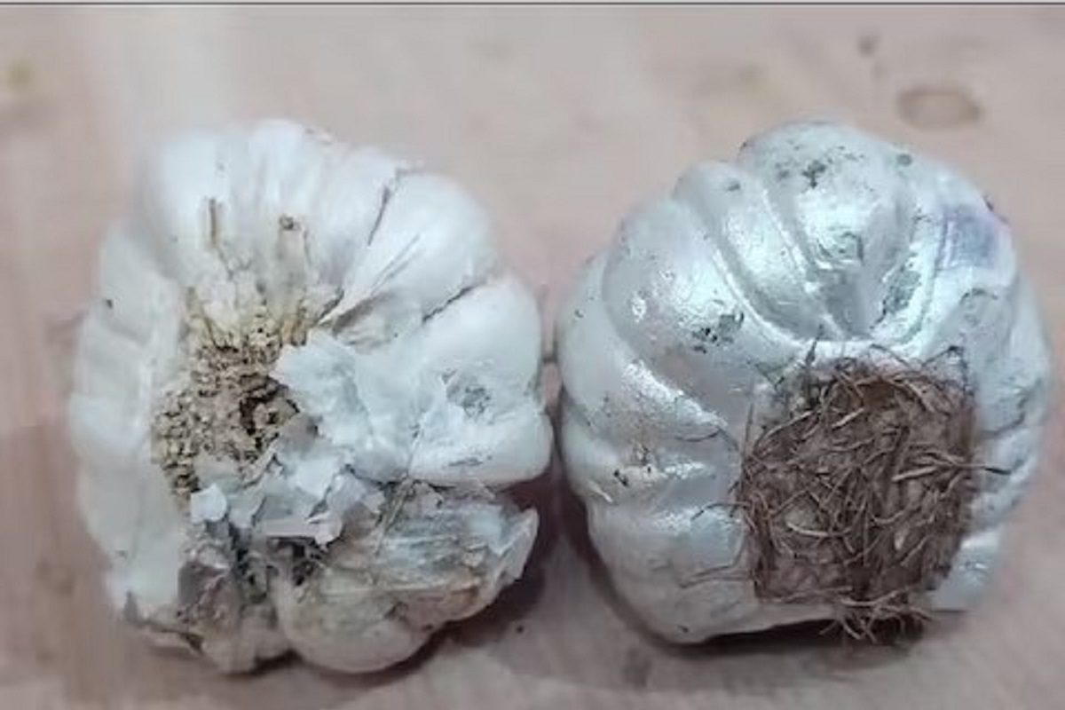 সাবধান! আসল ভেবে নকল রসুন খাচ্ছেন না তো? এই ঘটনা জানলে চমকে যাবেন সাবধান! আসল ভেবে নকল রসুন খাচ্ছেন না তো? এই ঘটনা জানলে চমকে যাবেন