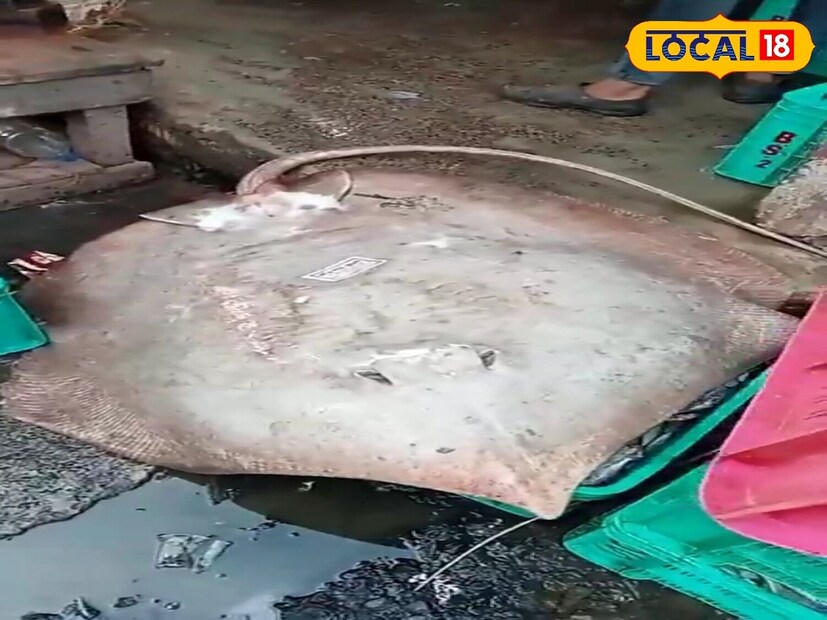 বিশাল আকৃতির শঙ্কর মাছ এদিন দিঘা মোহনা মৎস্য নিলাম কেন্দ্রে নিয়ে আসেন মৎস্যজীবীরা। মাছটির ওজন প্রায় ৪০ কেজি। বৃহৎ আকৃতির ওই শঙ্কর মাছ দেখে দিঘা মোহনা মৎস্য নিলাম কেন্দ্রে শোরগোল পড়ে যায়।