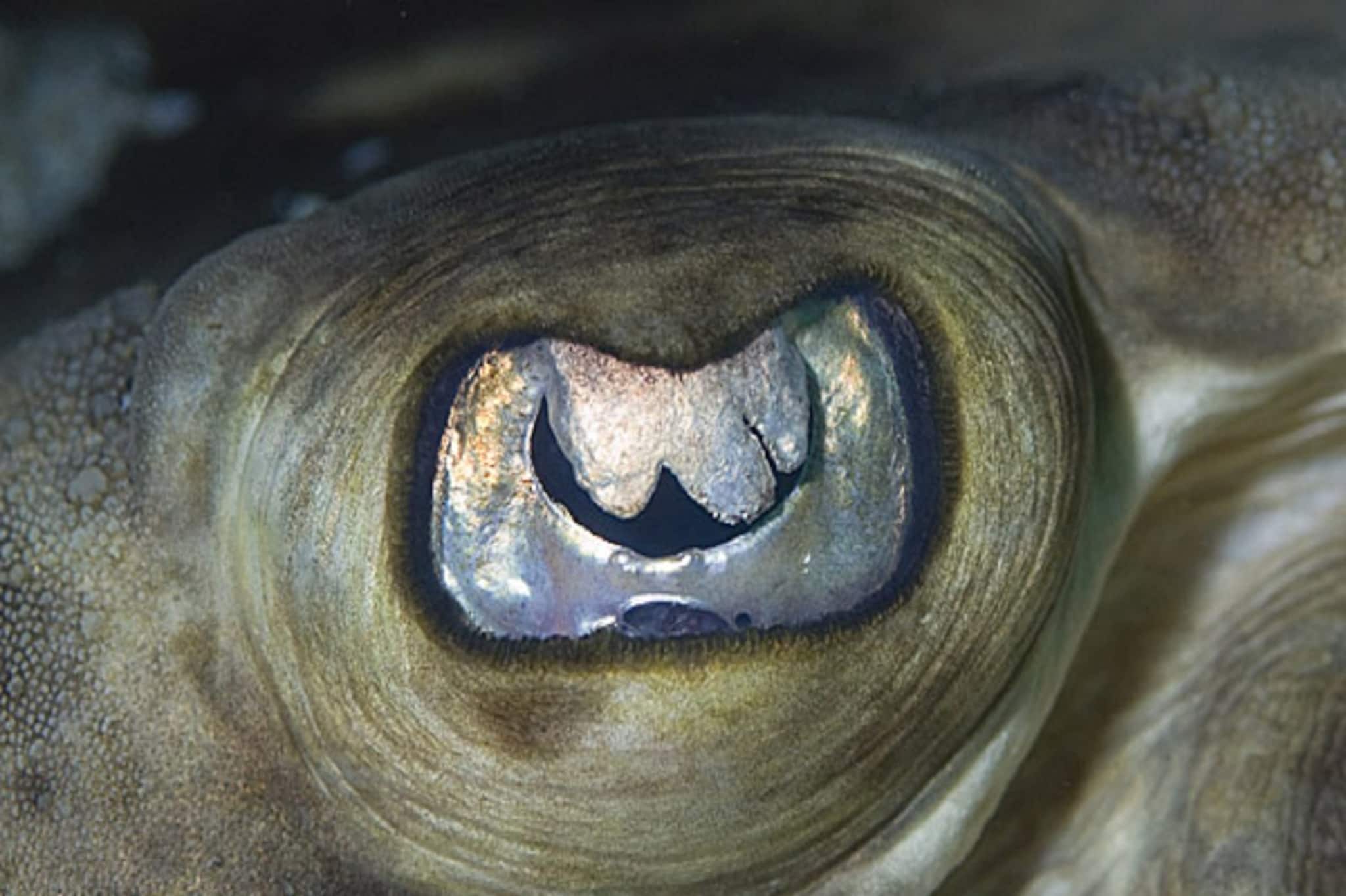 দিঘার সমুদ্রে এ কী উঠল!ছুটে আসছেন দূর-দূরান্তের মানুষ!দেখে পিলে চমকে যাচ্ছে সবার