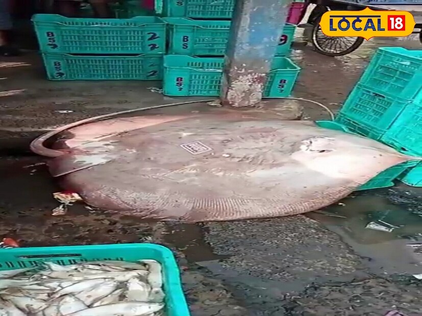 ইলিশের দেখা না মিললেও অন্যান্য সামুদ্রিক মাছ ভাল পরিমান জালে জড়াচ্ছে দিঘার সমুদ্রে। এর পাশাপাশি তেলিয়া ভোলা ও কই ভলা মৎস্যজীবীদের খুশির মাত্রা দ্বিগুণ করেছে। তার ওপর বাড়তি পাওনা বৃহৎ আকৃতির শংকর মাছ।