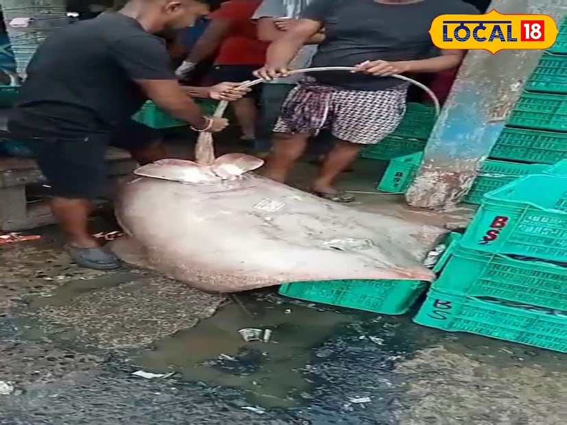 এদিন দিঘা মোহনা মৎস্য নিলাম কেন্দ্রে ৪০ কেজি ওজনের বৃহৎ একটি শঙ্কর মাছ নিলামে ওঠে। এত বড় মাছ দেখতে পর্যটক ও স্থানীয়দের ভিড় লক্ষ্য করা যায় মৎস্য নিলাম কেন্দ্রে। শঙ্কর মাছটি বৃহৎ আকৃতির হলেও দাম অত্যন্ত কম। মাছটি ১ লক্ষ টাকারও কম দামে বিক্রি হয়।