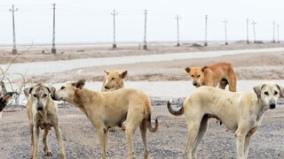 মারধর করে মাটিতে পুঁতে দেওয়া যুবককে খুঁজে পেল পথকুকুররা! কী ভাবে? মারধর করে মাটিতে পুঁতে দেওয়া যুবককে খুঁজে পেল পথকুকুররা! কী ভাবে?