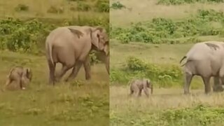 ১২ সেকেন্ডের এই ক্লিপে মা ও সন্তানের অপূর্ব বন্ধন স্পষ্ট হয়ে উঠেছে৷ (Photo Credit: X) 