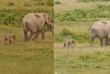 জঙ্গলে সন্তান প্রসব হাতির, টলমল পায়ে প্রথম হাঁটা শিশুর, দেখুন মন ভাল করা ভিডিও