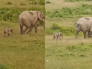 ১২ সেকেন্ডের এই ক্লিপে মা ও সন্তানের অপূর্ব বন্ধন স্পষ্ট হয়ে উঠেছে৷ (Photo Credit: X) 