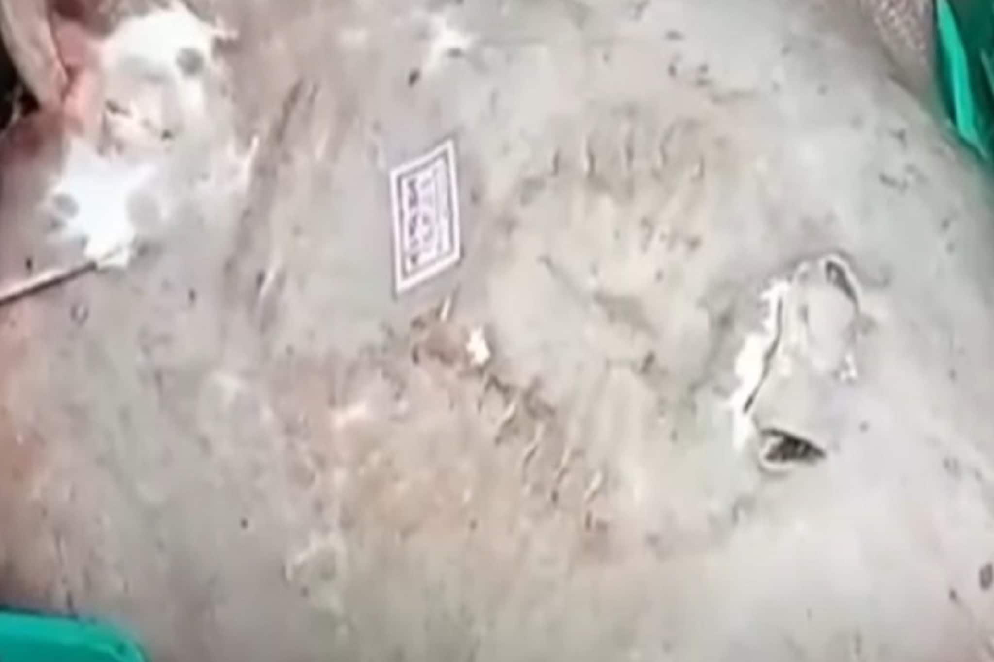 দিঘার মোহনায় ফের দানব দর্শন! শোরগোল পড়ল সমুদ্র সৈকতে,ছুটে এলেন পর্যটকরাও, দেখুন