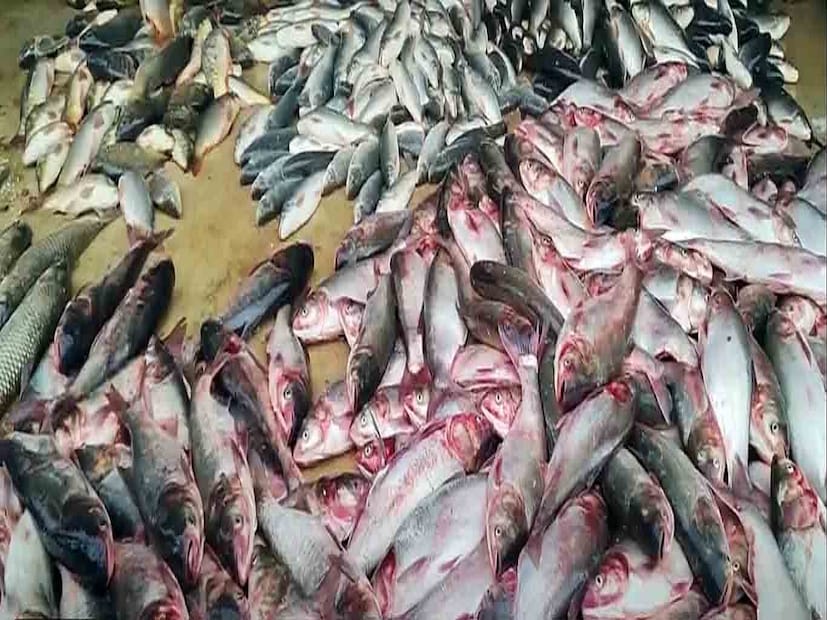 কাতলার কালিয়া হোক কিংবা সরষে ইলিশ, অথবা গলদা চিংড়ির মালাইকারি, মাছ খাওয়ার নিরিখে চতুর্থ স্থানে রয়েছে পশ্চিমবঙ্গ। প্রথম স্থানে লাক্ষাদ্বীপ। দ্বিতীয় ও তৃতীয় স্থানে রয়েছে আন্দামান ও নিকোবর দ্বীপপুঞ্জ এবং ত্রিপুরা।