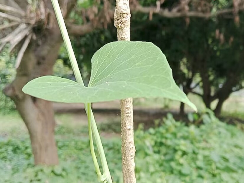 এই গাছ তামা, আয়রন, ফসফরাস, জিঙ্ক, ক্যালসিয়াম, ম্যাঙ্গানিজে ভরপুর৷ ফলে টাইফয়েড, জ্বর, জন্ডিস, আর্থ্রাইটিস ইত্যাদি অসুস্থতার সময় খাওয়া খুবই ভাল৷