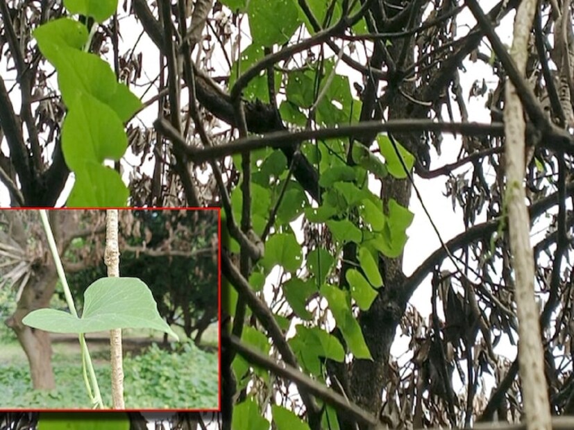 এছাড়াও গাছ প্রতিরোধক ক্ষমতা বৃদ্ধি করতে, ডায়াবিটিস, বদহজমের মতো সমস্যা রোধ করতে সিদ্ধহস্ত৷ অনেকেই এর কাণ্ড পিষে পুরোনো গুড়ের সঙ্গে মিশিয়ে খায়৷ বর্ষায় জ্বর সর্দি সারাতে এর ব্যবহার করা হয়৷