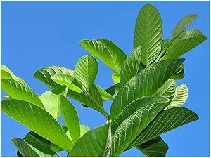 ডাঃ স্মিতা শ্রীবাস্তব জানিয়েছেন, সকালে খালি পেটে নরম ও তাজা পেয়ারার পাতা খেলে শরীরের ইউরিক অ্যাসিড স্বাভাবিক মাত্রায় ফিরে আসে। এটি গাঁটে ব্যথা বা গাউট নিয়ন্ত্রণ করতেও সহায়তা করে।