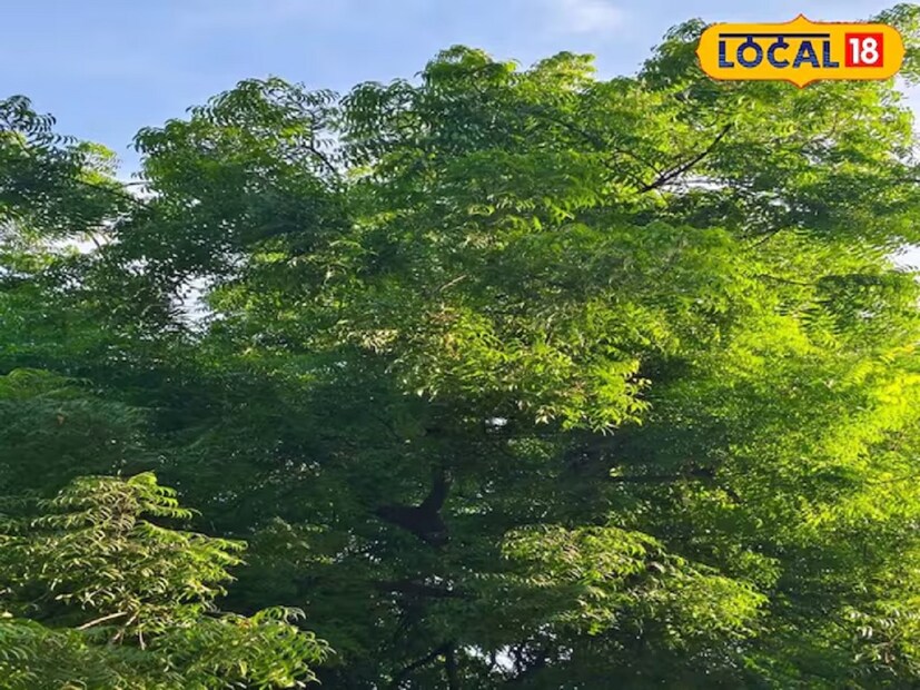 আমাদের চারপাশের আবহাওয়া, তা শীত, গরম বা বৃষ্টি হোক যা-ই হোক না কেন, তা ত্বকের উপর সরাসরি প্রভাব ফেলে। প্রতিটি ঋতুতেই ত্বকের যত্ন করা খুবই জরুরি। তবে এর জন্য ব্যয়বহুল প্রসাধনীর প্রয়োজন নেই। বরং সম্পূর্ণ ঘরোয়া উপায়ে আমরা ত্বকে নতুন আভা আনতে পারি। বর্ষাকালের হাওয়ায় আমাদের ত্বক শুষ্ক হয়ে যায়। 