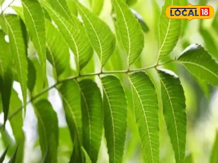 আজ আমরা এমনই একটি গাছের কথা বলতে যাচ্ছি, যা জানলে অনেকেই অবাক হবেন। আসলে আমরা নিম গাছের কথা বলছি। কথিত আছে, নিম একটি জাদুকরী গাছ। নিম পাতার এত উপকারিতা রয়েছে যে, এটি ব্যবহার করে বর্ষাকালে বিউটি পার্লারে না গিয়েও বিউটি পার্লারের মতো সৌন্দর্য পেতে পারি।