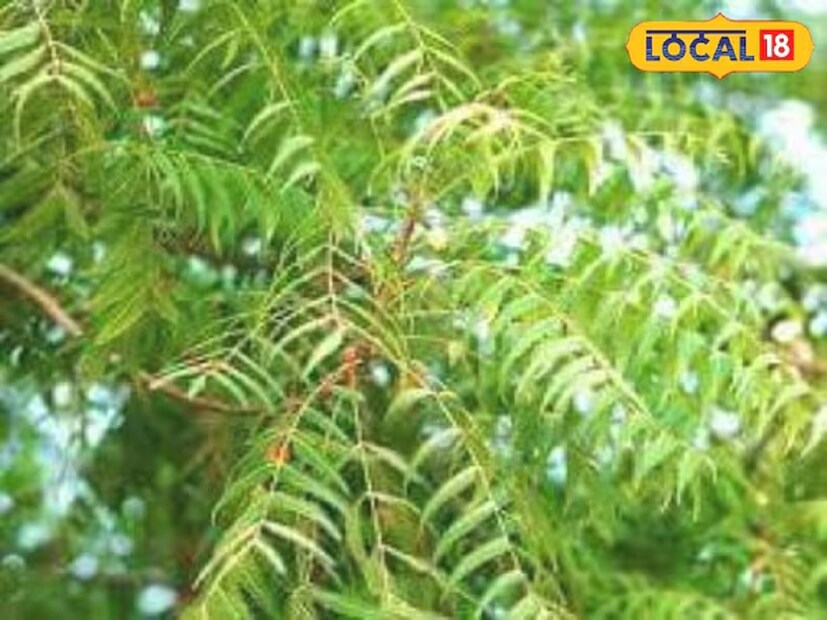 মহিলারা তাঁদের ত্বকের উন্নতির জন্য প্রসাধনী ব্যবহার করেন। কিন্তু অনেকেই হয়তো জানেন যে, বর্ষাকালে বিউটি পার্লারে না গিয়েও আমরা আমাদের সৌন্দর্য ধরে রাখতে পারি। এর জন্য আমাদের কোনও টাকা খরচ করতে হবে না আর এর কোনও পার্শ্বপ্রতিক্রিয়াও নেই।