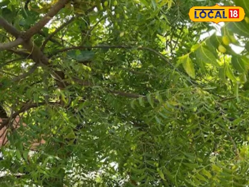 আয়ুষ চিকিৎসক ডা. রাসবিহারী তিওয়ারি বলেছেন যে, নিম পাতায় অনেক গুণ রয়েছে। বর্ষায় জ্বালাপোড়া বা চুলকানির মতো সমস্যা থাকলে নিম পাতা দিয়ে স্ক্রাব তৈরি করা যেতে পারে। এর জন্য পরিষ্কার জল দিয়ে পাতা ধুয়ে ফেলতে হবে এবং তারপর এটি বেটে একটি ঘন পেস্ট তৈরি করে নিতে হবে। এই পেস্টটি মুখ এবং শরীরের বিভিন্ন অংশে লাগিয়ে ২ থেকে ৩ মিনিট মতো সময় ধরে স্ক্রাব করতে হবে। 