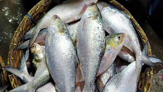 স্কুলেই হল ইলিশ উ‍ৎসব! মিড-ডে মিলের মেনুতে আর কী কী ছিল জানেন?