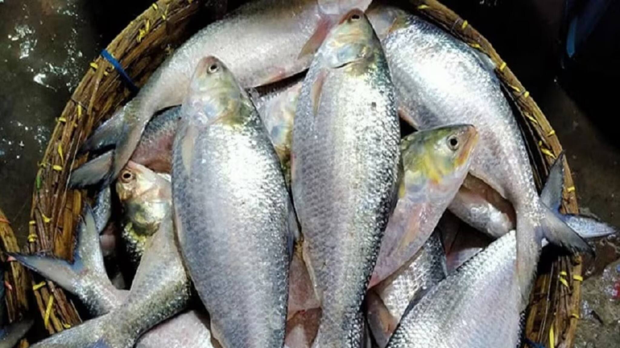 স্কুলেই হল ইলিশ উ‍ৎসব! মিড-ডে মিলের মেনুতে আর কী কী ছিল জানেন?