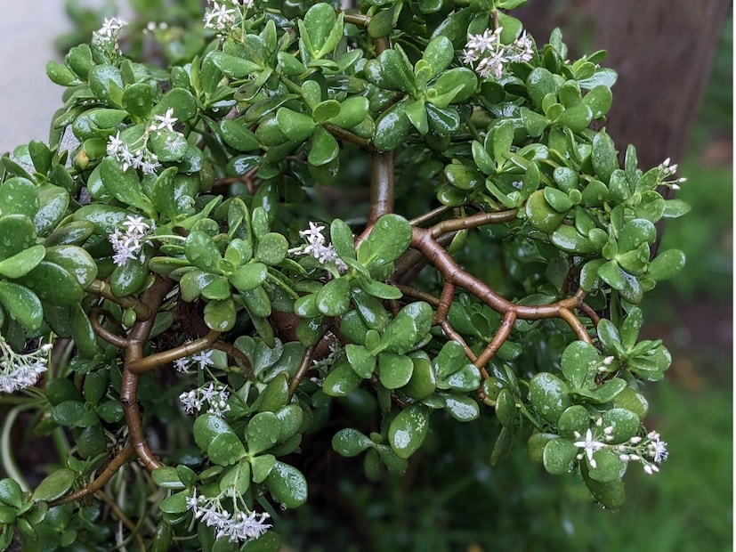 Jade plant: রসালো পুরু পাতার জন্যই জনপ্রিয় এই জেড প্ল্যান্ট। সূর্যালোক পেলে শুকিয়ে যায় এই গাছ।
