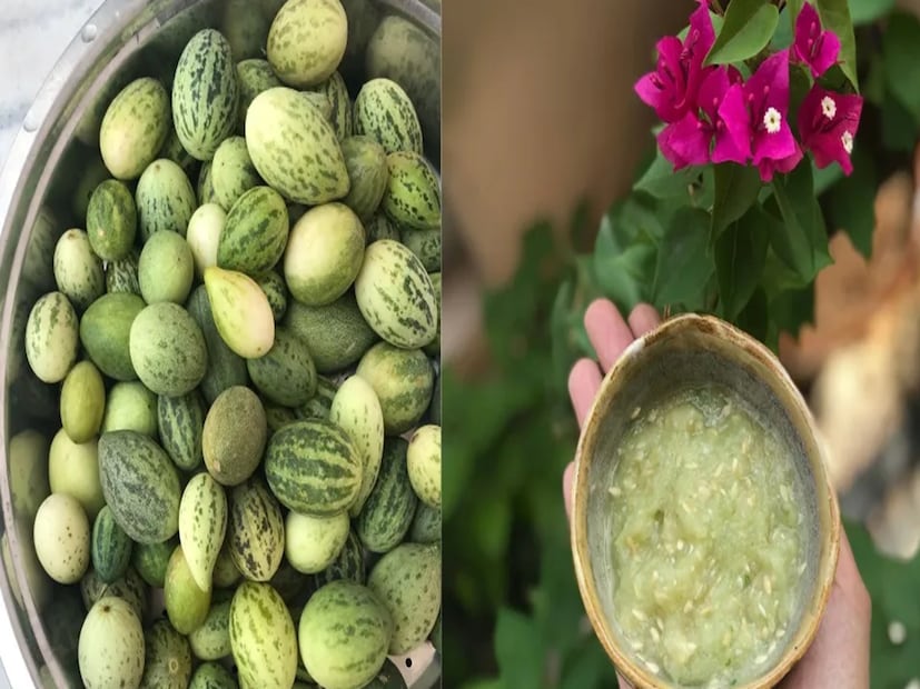 এটা বিশ্বাস করা হয় যে কাচরি খাওয়া গ্যাস্ট্রোইনটেস্টাইনাল ট্র্যাক্ট সংক্রমণ সহ অনেক সমস্যা নিরাময় করতে পারে। এর সেবন পাকস্থলীর জন্য উপকারী।